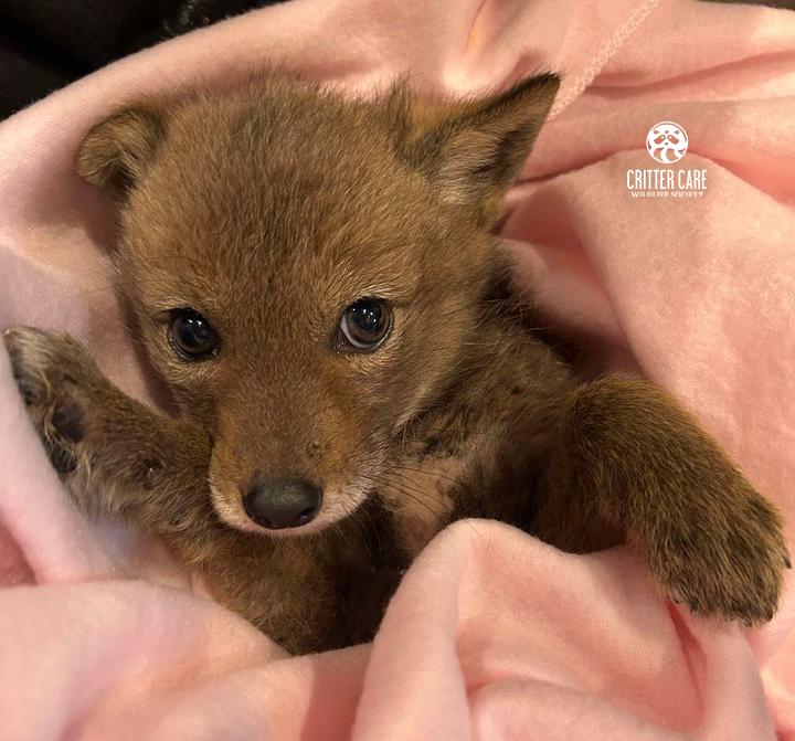 A small brown coyote puppy is laying on a pink blanket.