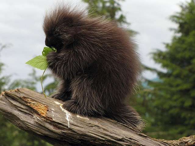 Porcupine on branch. 