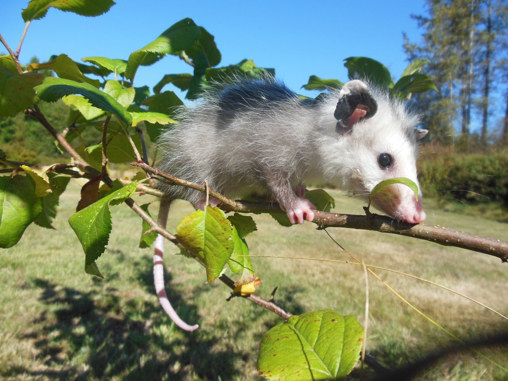 An opossum is sitting on a tree branch eating a leaf