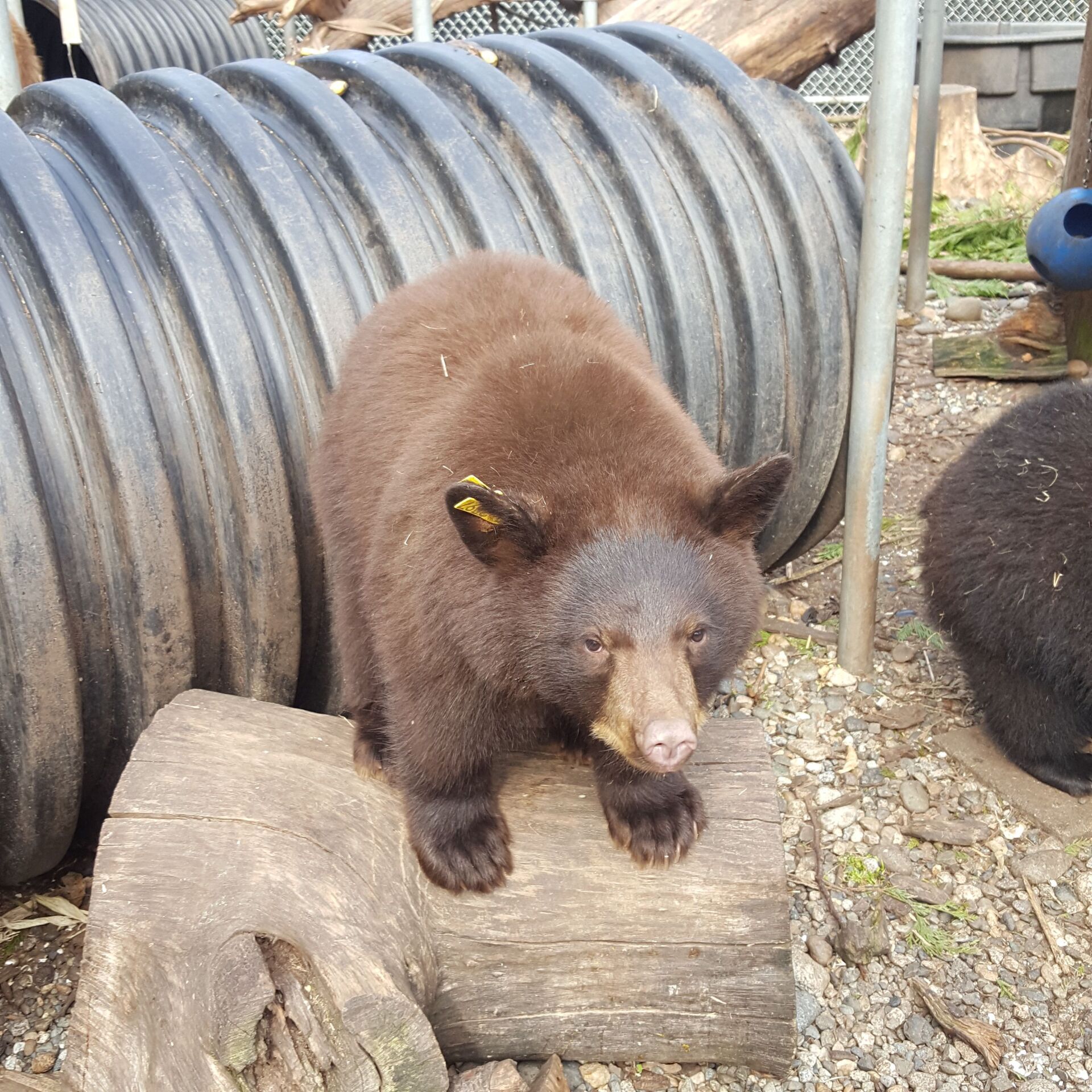 National Black Bear Day