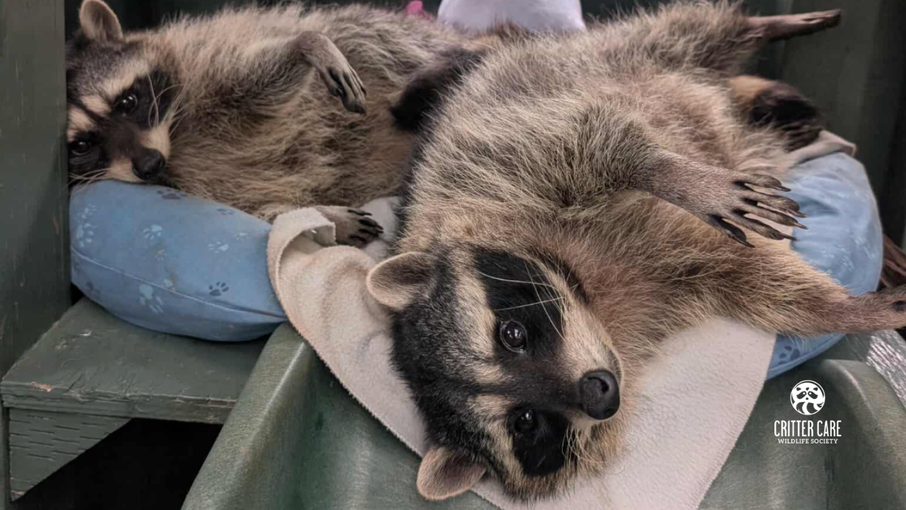 Two raccoons resting on pillows in a green bin. One looks at the viewer.