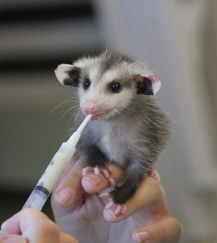 A person is feeding an opossum with a syringe