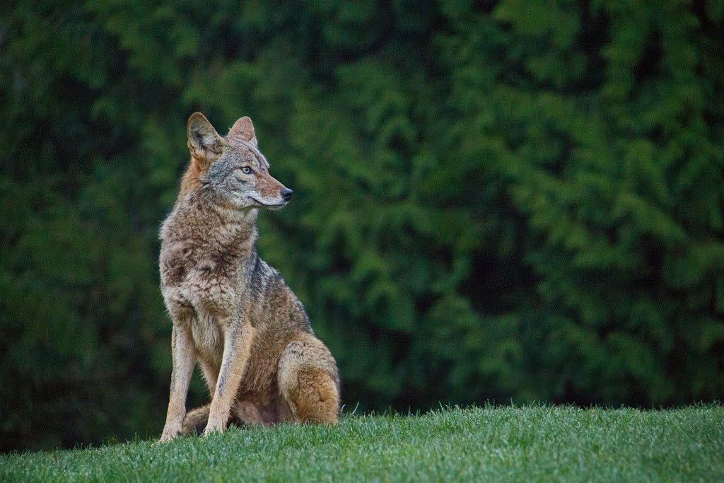 A coyote is sitting on top of a grass covered hill.