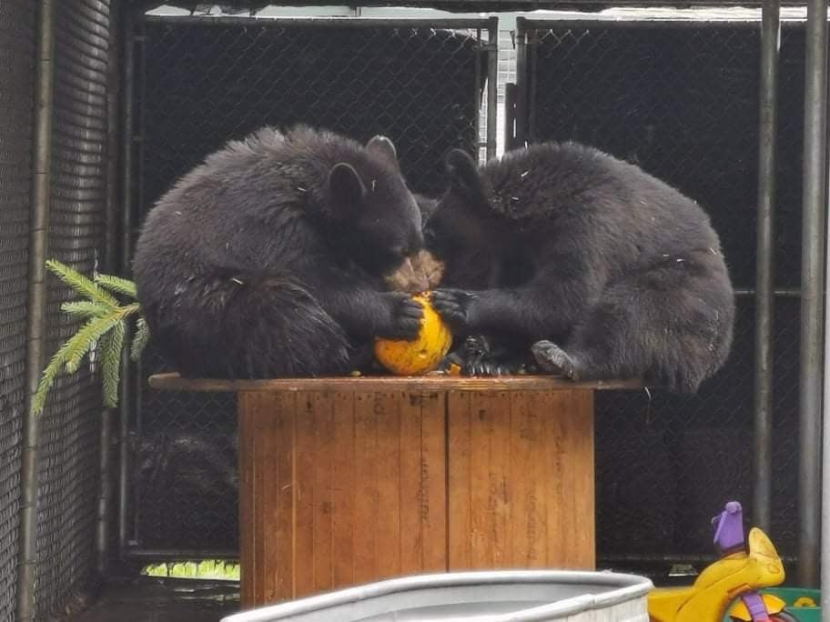 Yale and Scout, Bear cubs