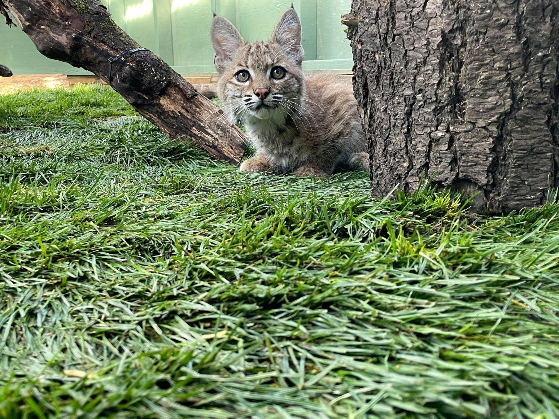 Tucker the Bobcat