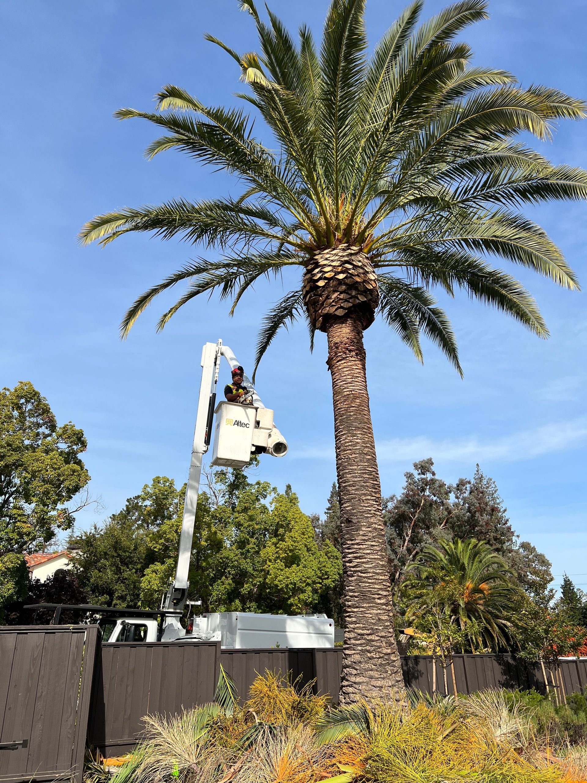 A worker in an elevated bucket lift trims a tall palm tree on a sunny day.