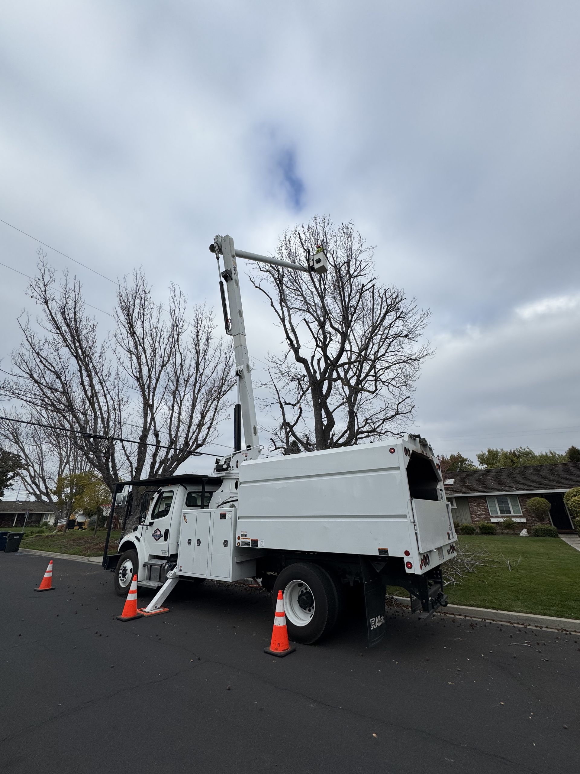 Tree services