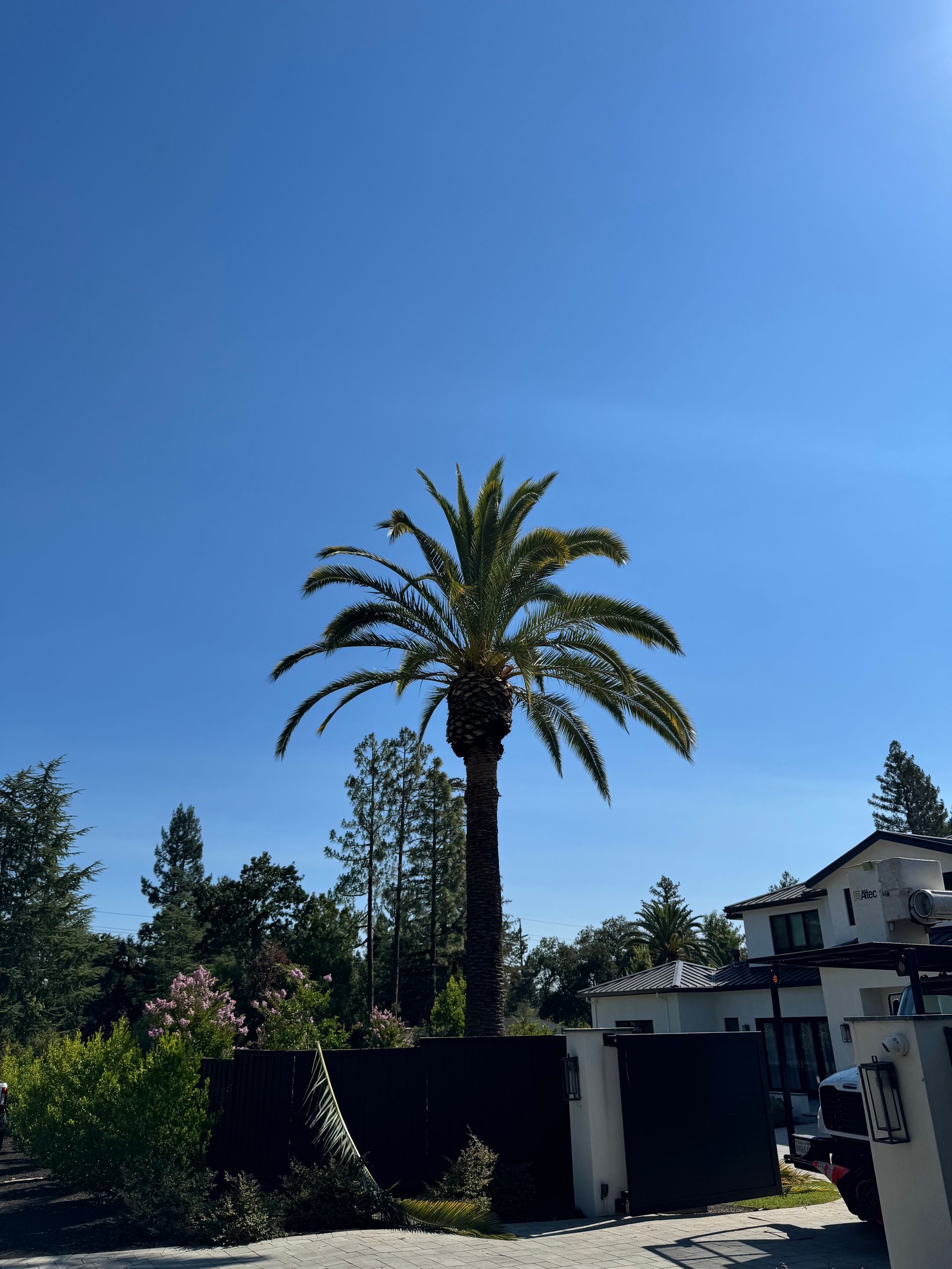 Tall palm tree above a dark hedge and white house under a clear blue sky