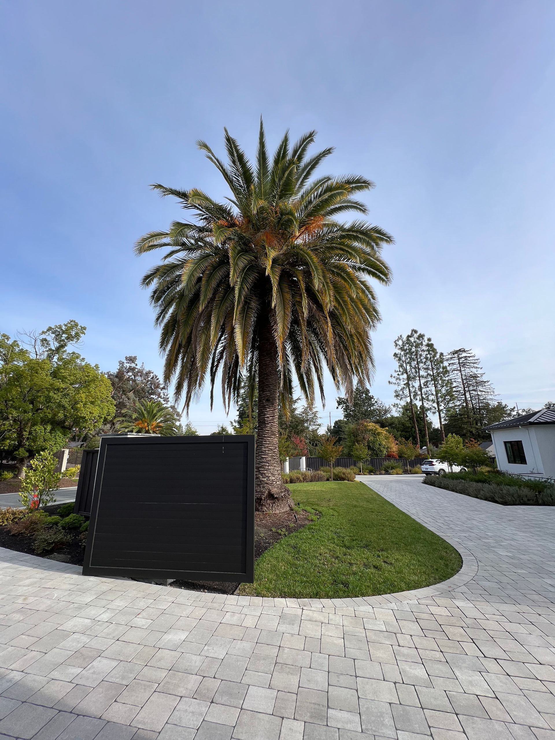 Palm tree in a landscaped driveway with a black gate, white paved path, and blue sky.