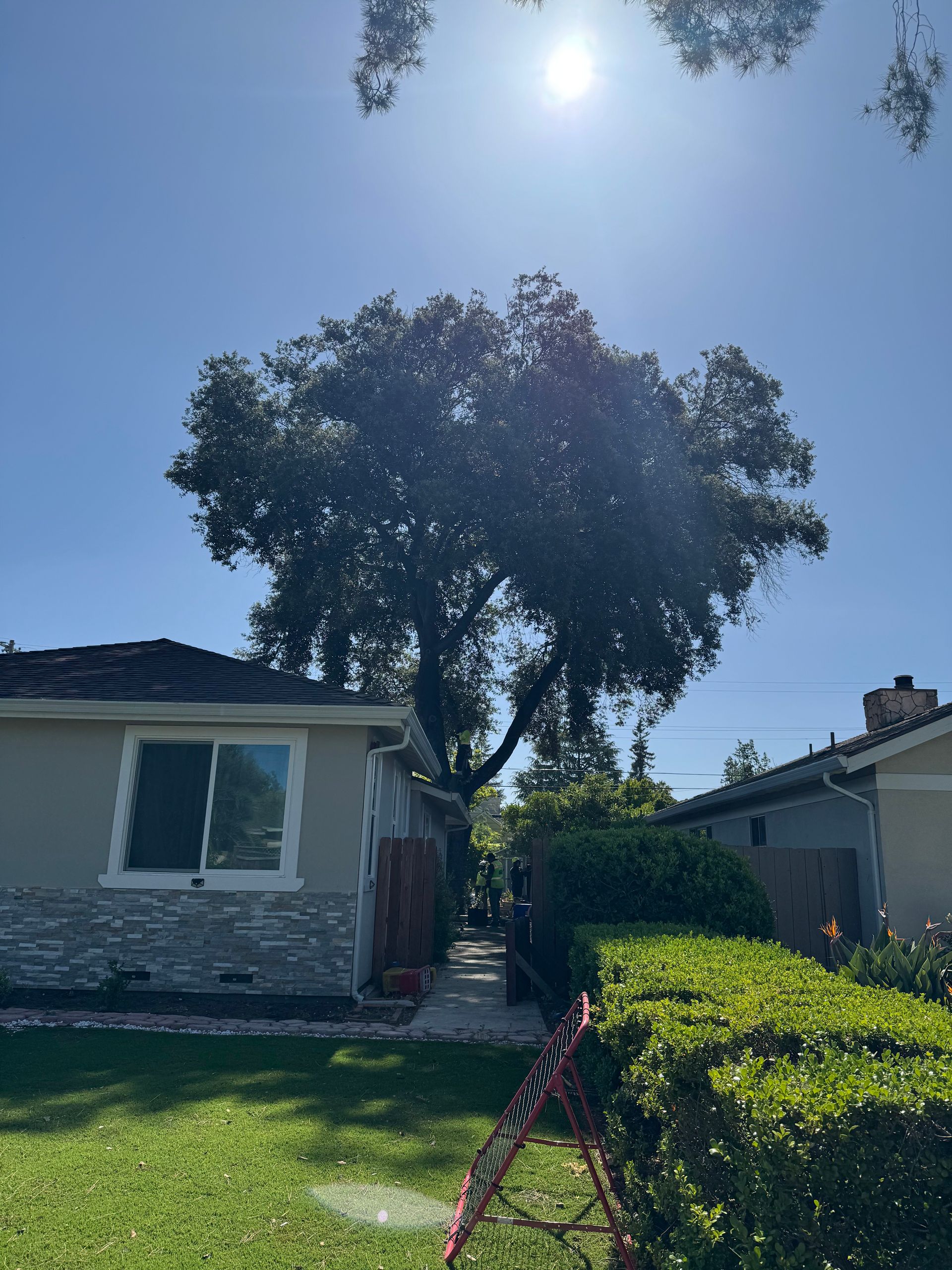 A large, mature tree towers over a residential property on a sunny day with a bright blue sky.