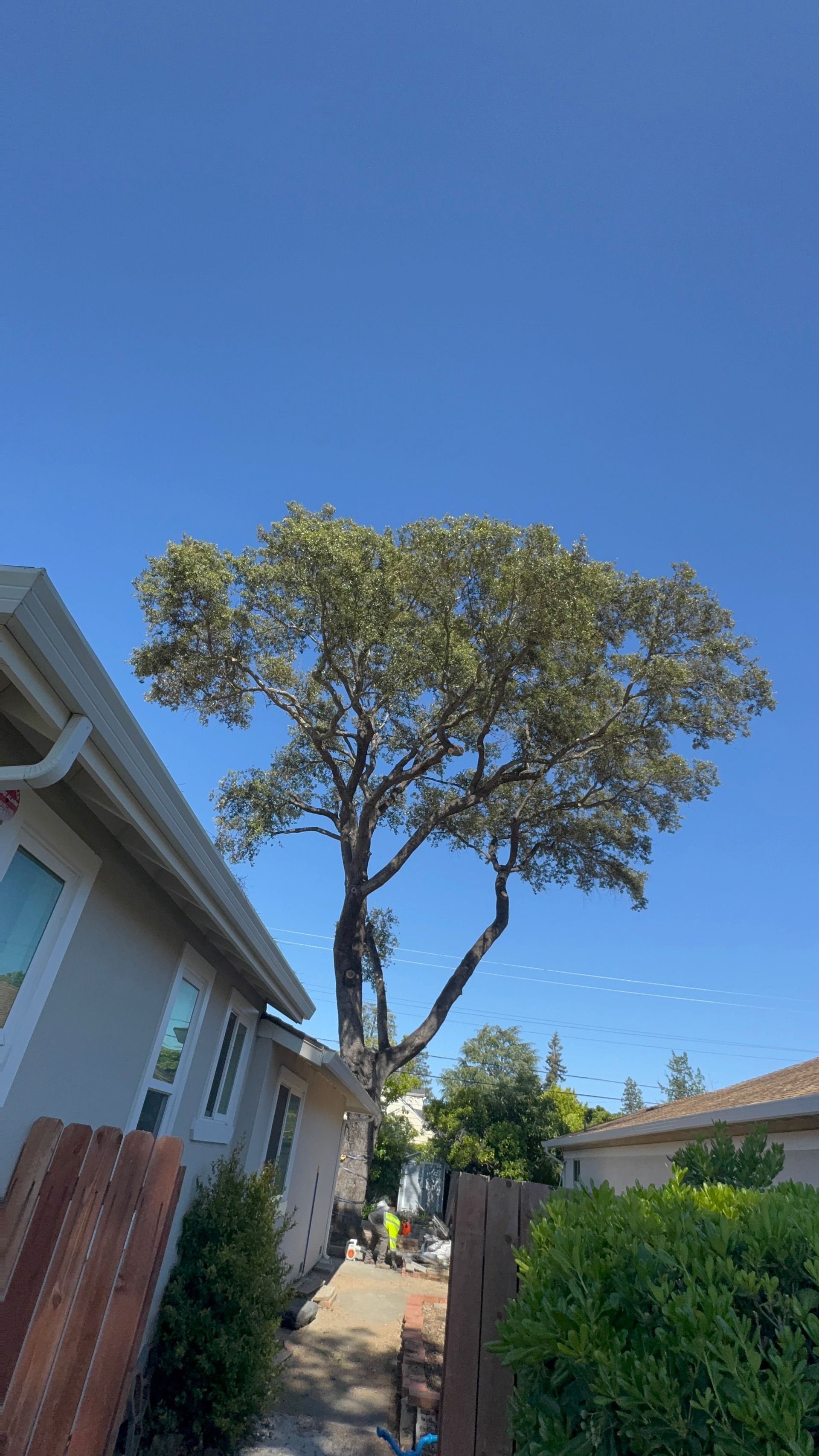 A large tree towers over a narrow walkway between a residential house and a fence under a clear, bright blue sky.