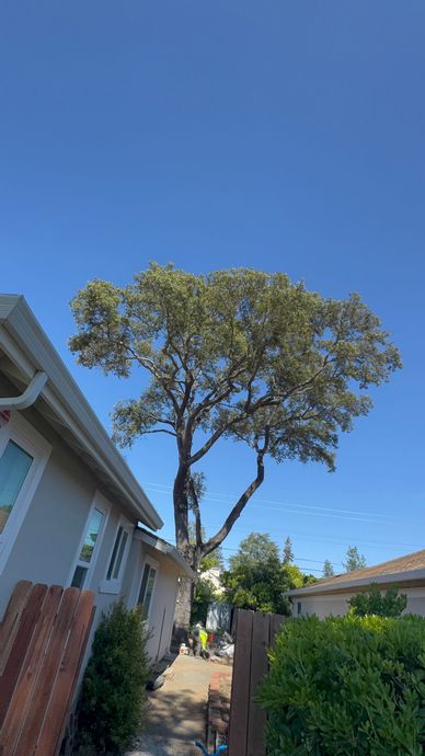 Tall leafy tree between houses on a sunny residential street under a clear blue sky
