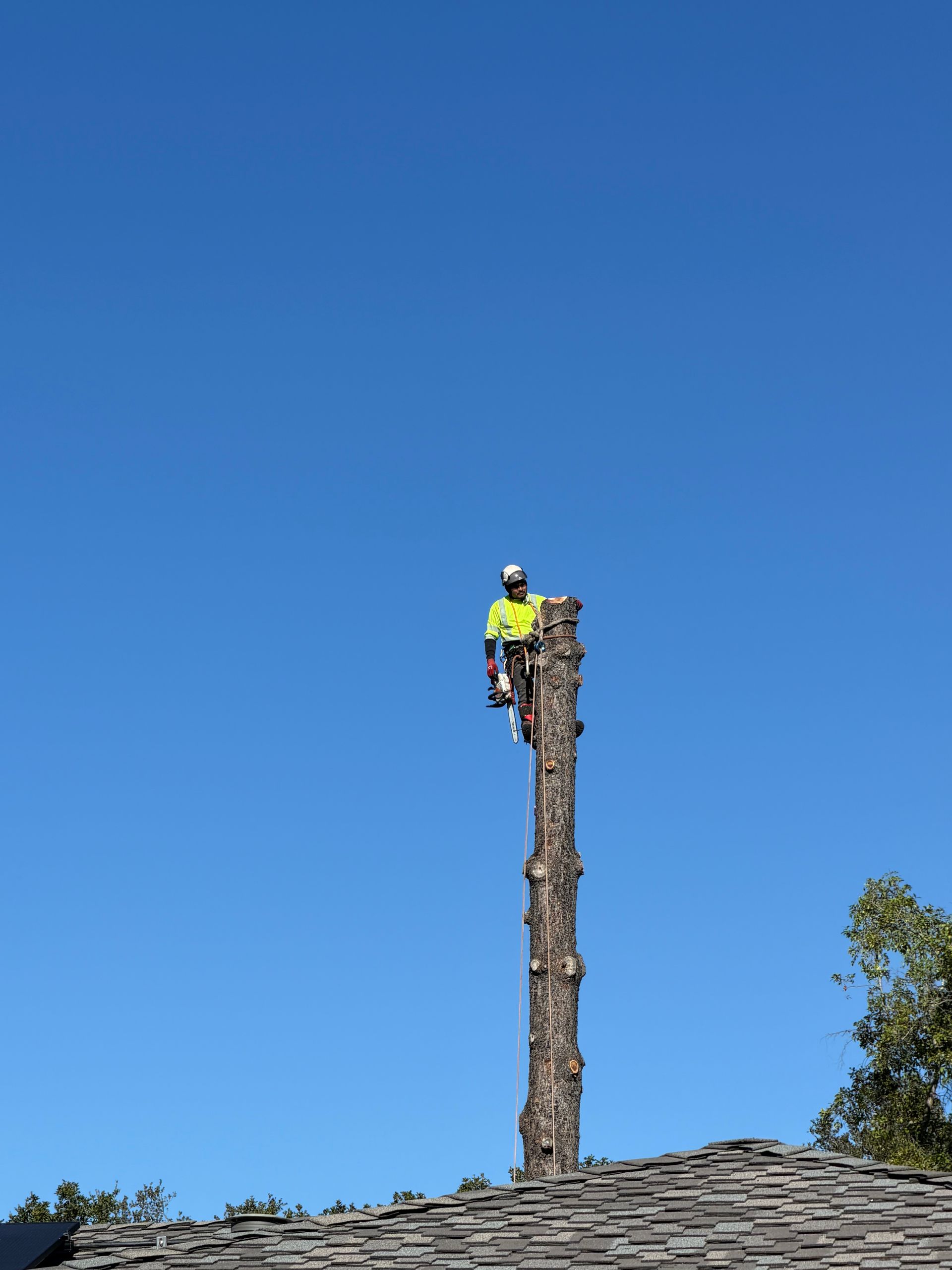 Worker in neon jacket and helmet stands atop a tall trimmed tree against a clear blue sky