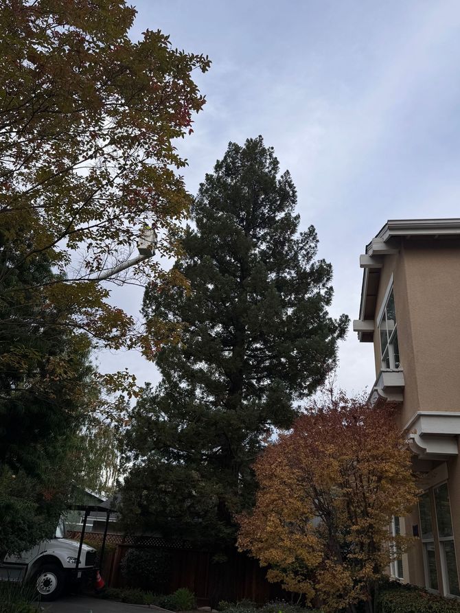 Tall evergreen tree beside a house, with autumn trees and a truck in the driveway.