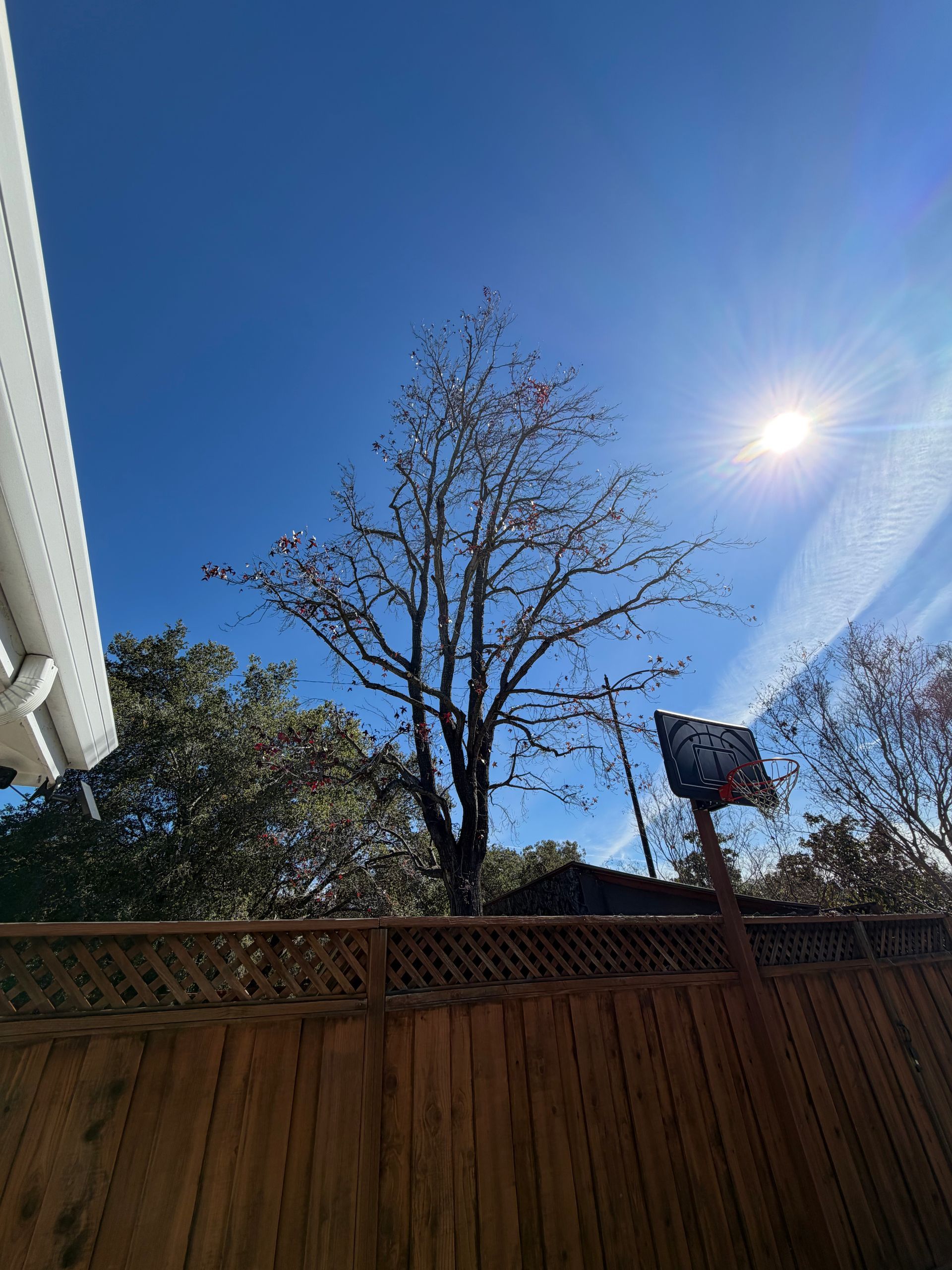 A leafless tree stands against a bright, sunny blue sky behind a wooden fence, with a basketball hoop on the right.