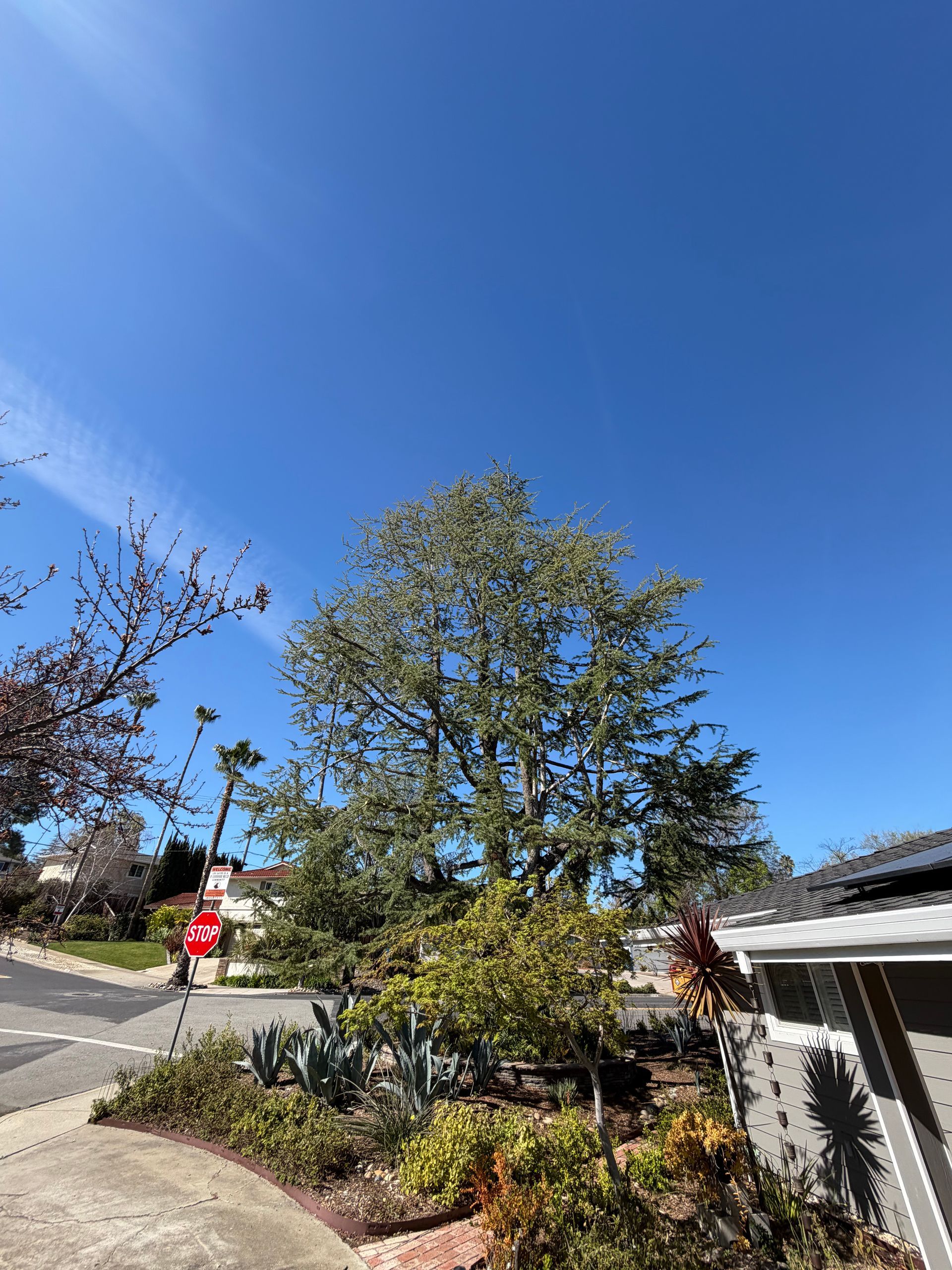 A large, leafy tree stands in a sunny suburban neighborhood near a street.