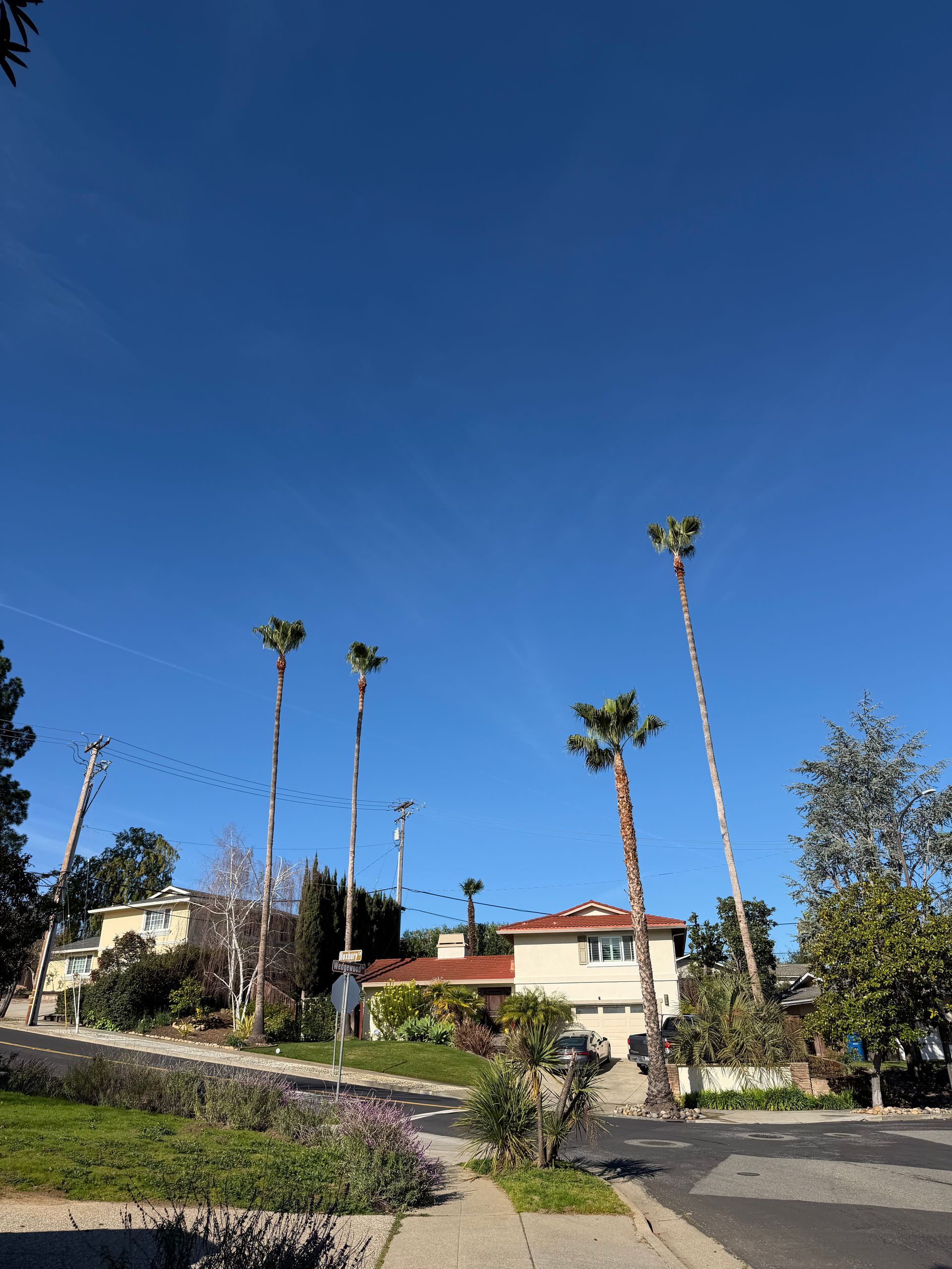 Tall palm trees stand in front of houses on a sunny, blue-sky day in a suburban neighborhood.