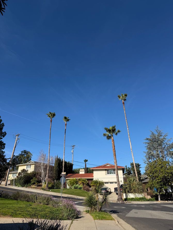 Hillside home with tall palm trees under a clear blue sky, with a person on the path in front.