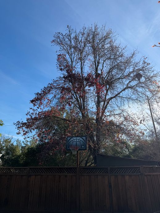 Tall tree with sparse autumn leaves behind a wooden fence under a blue sky