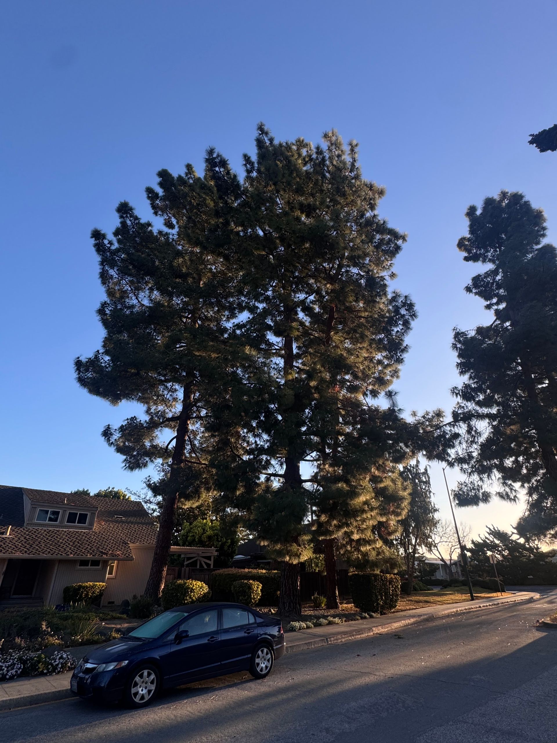 A dark blue sedan is parked on a street in front of two tall, full-canopy pine trees under a clear, bright blue sky.