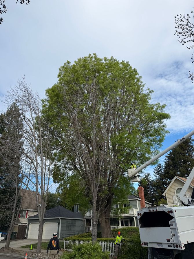 Large leafy tree in a suburban yard with a white utility truck nearby under a blue sky.