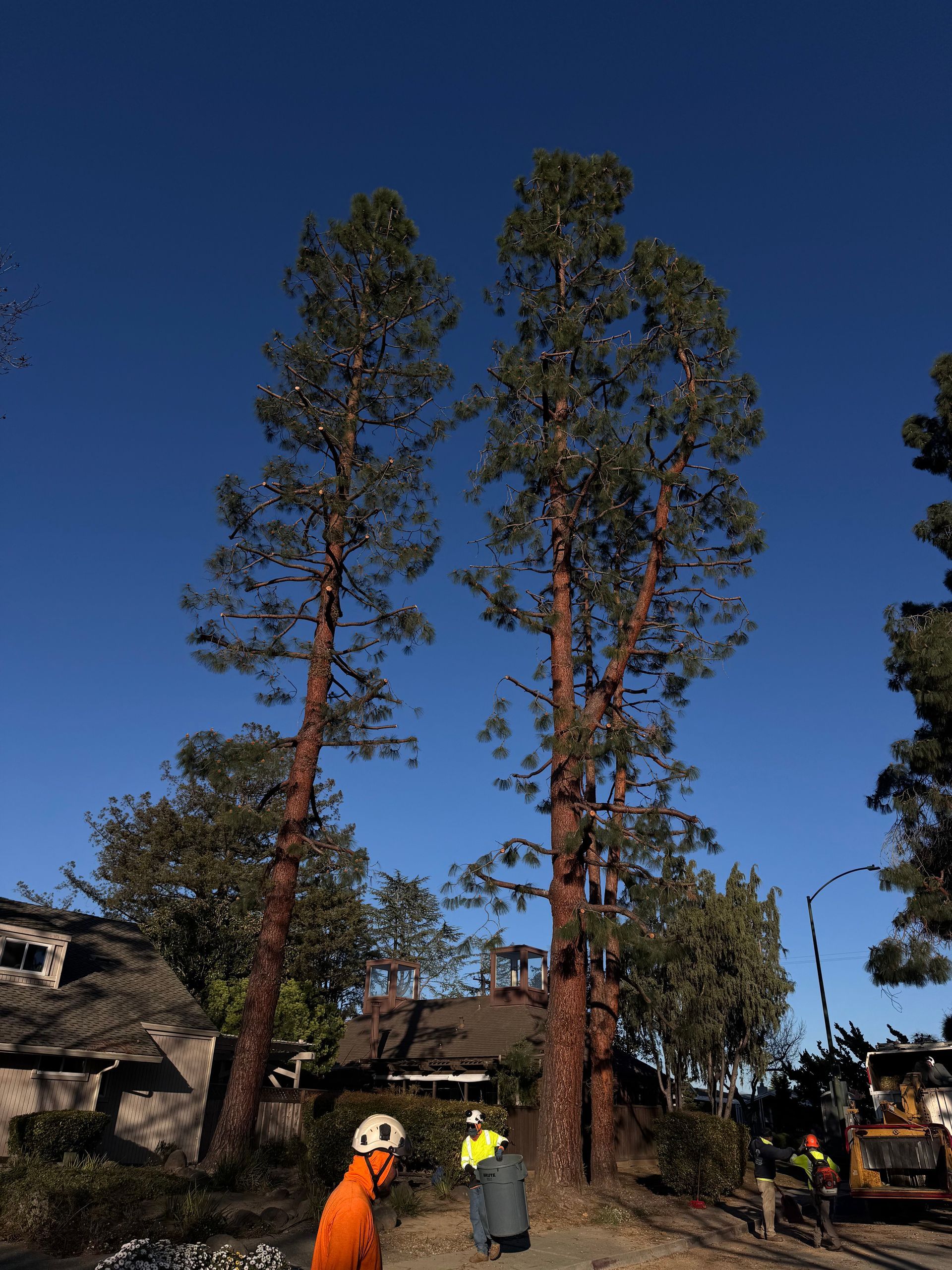 Workers in high-visibility gear stand near two tall, slender pine trees next to a house under a clear blue sky.