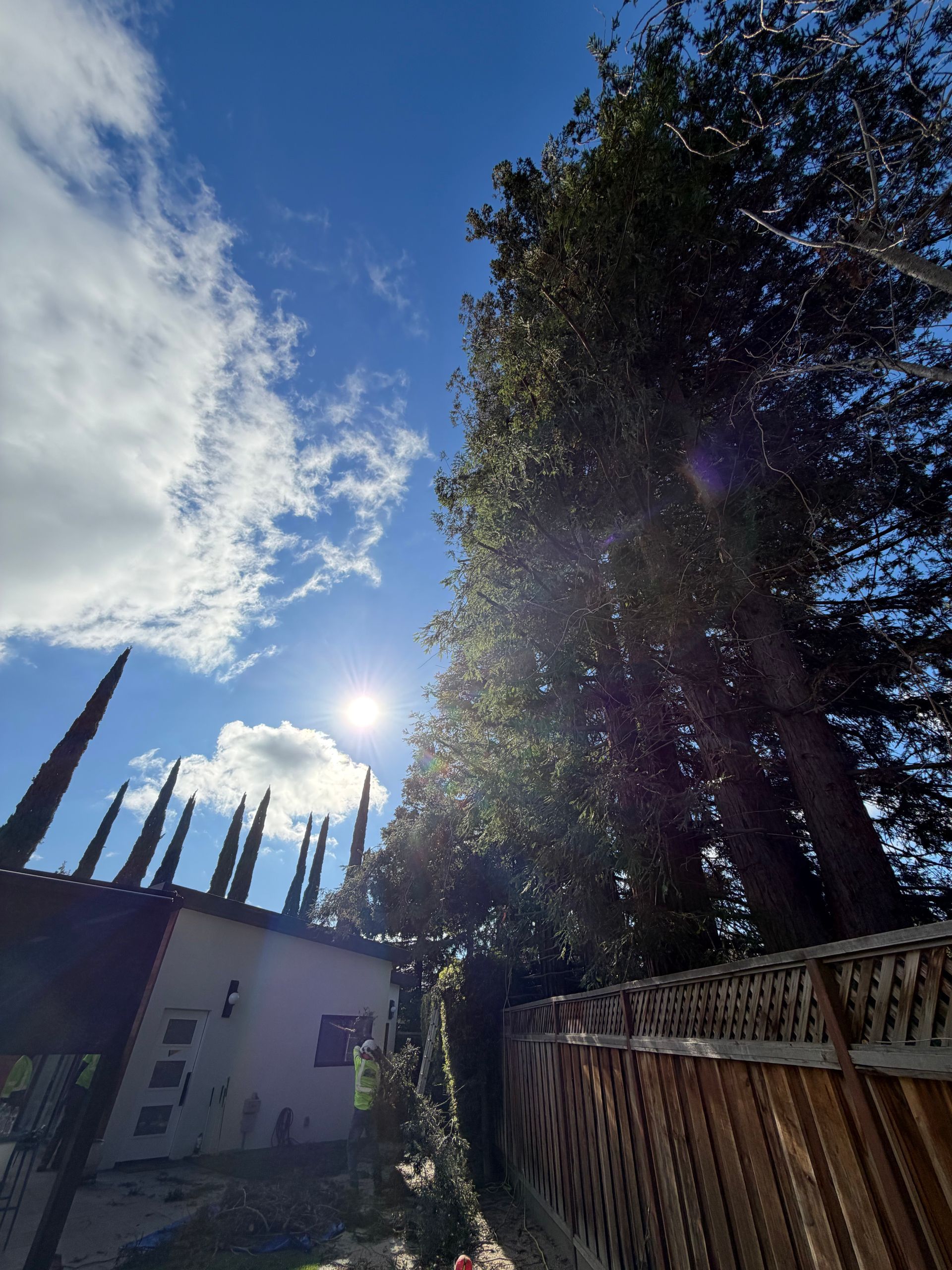 Low-angle view of a bright sun in a blue sky over a residential backyard with tall trees and a wooden fence.