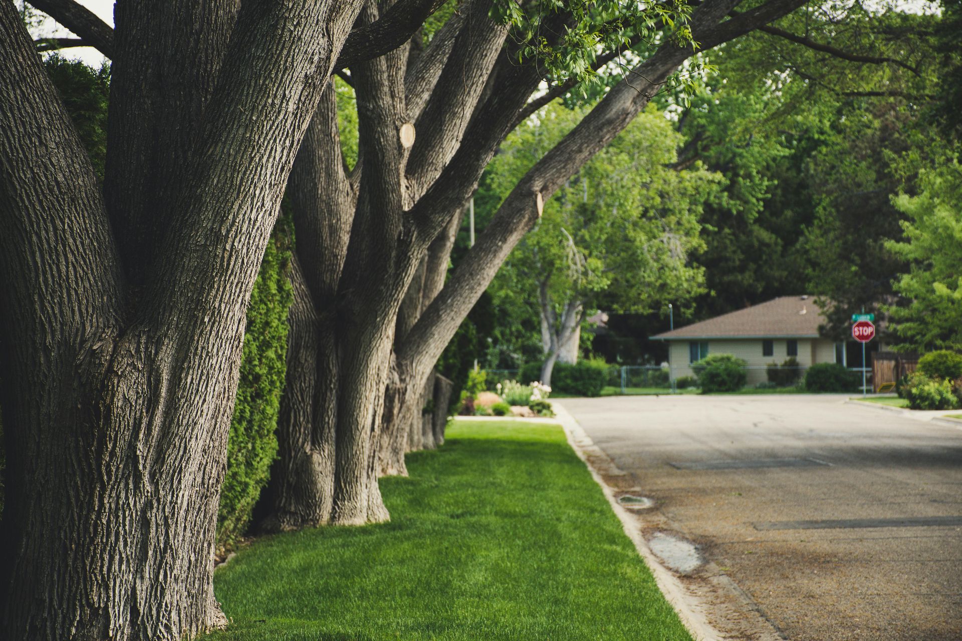 Tree-lined residential street with large trunks, green grass, and houses in the distance