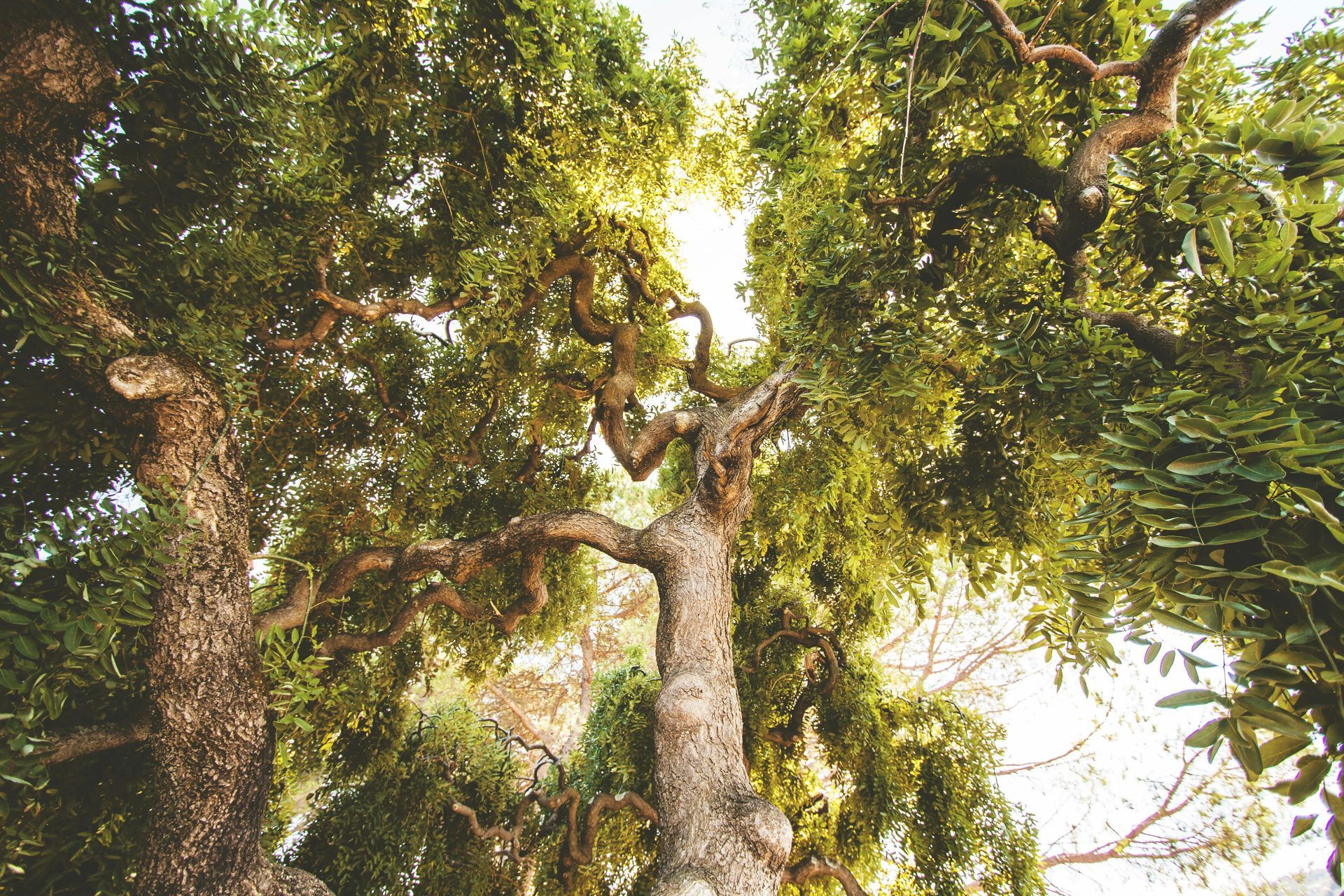 Sunlit view of tall trees with dense green foliage against a bright sky