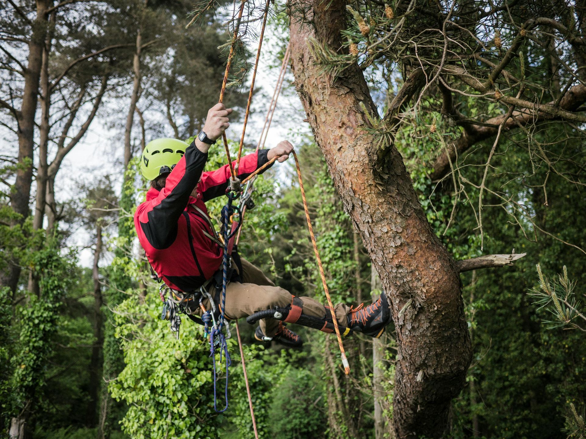 A person wearing a helmet and safety gear uses ropes to climb a large tree in a wooded area.