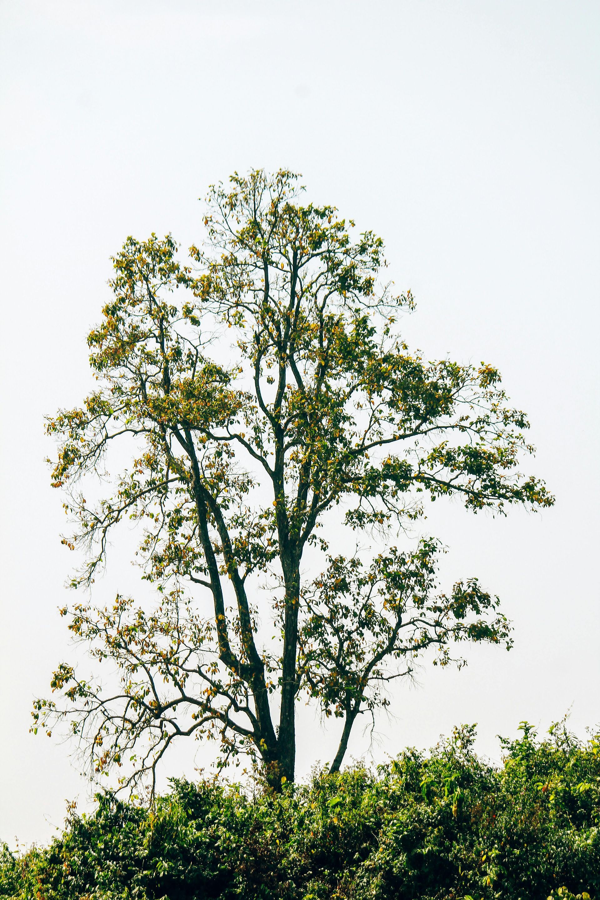Tall leafy tree against a bright sky above green shrubs
