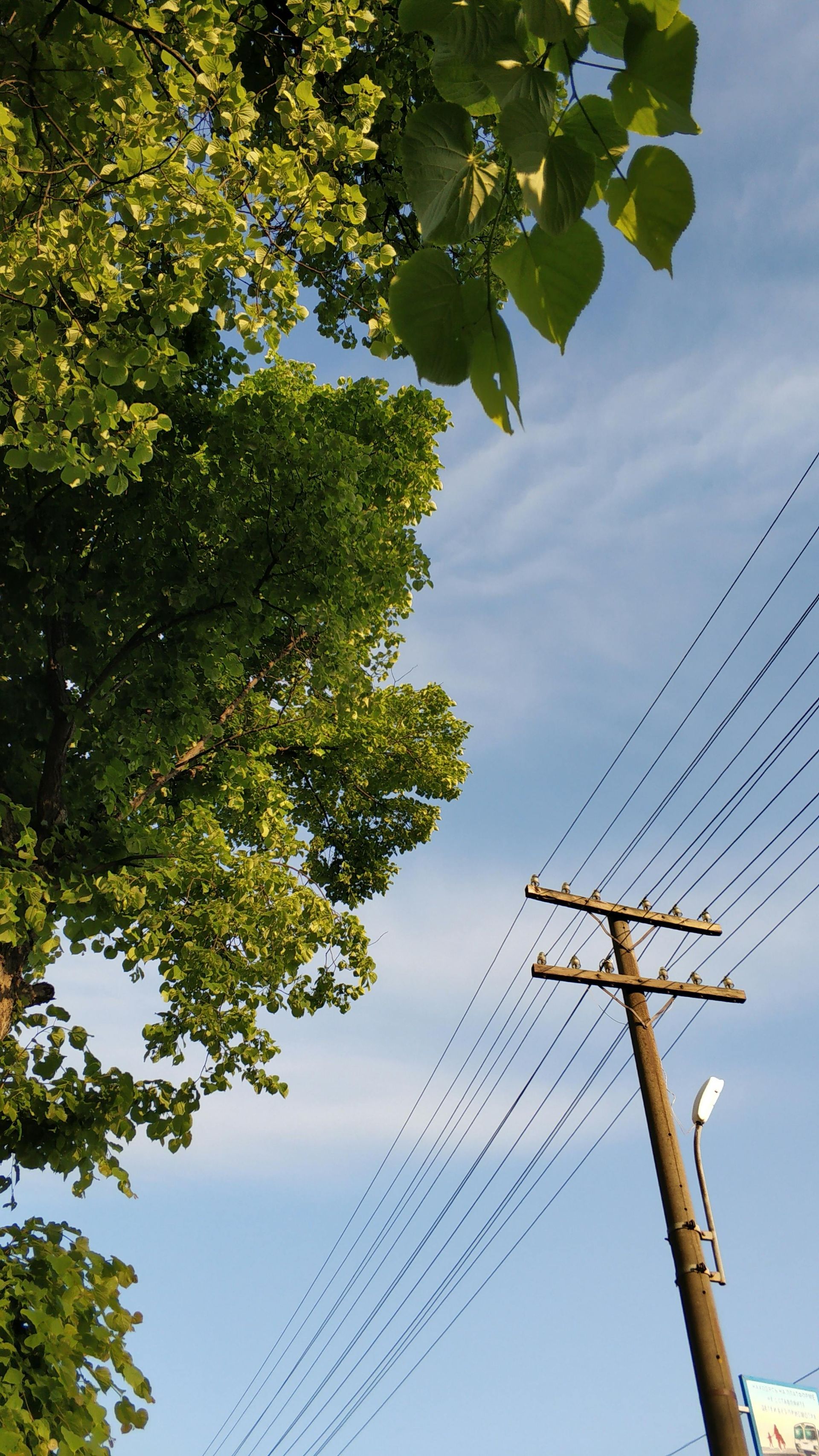 Tree canopy beside utility pole and power lines against a blue sky