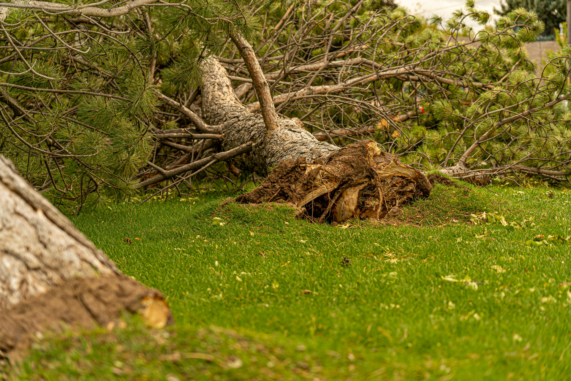 Uprooted tree lying on green grass after a storm, with branches scattered around.