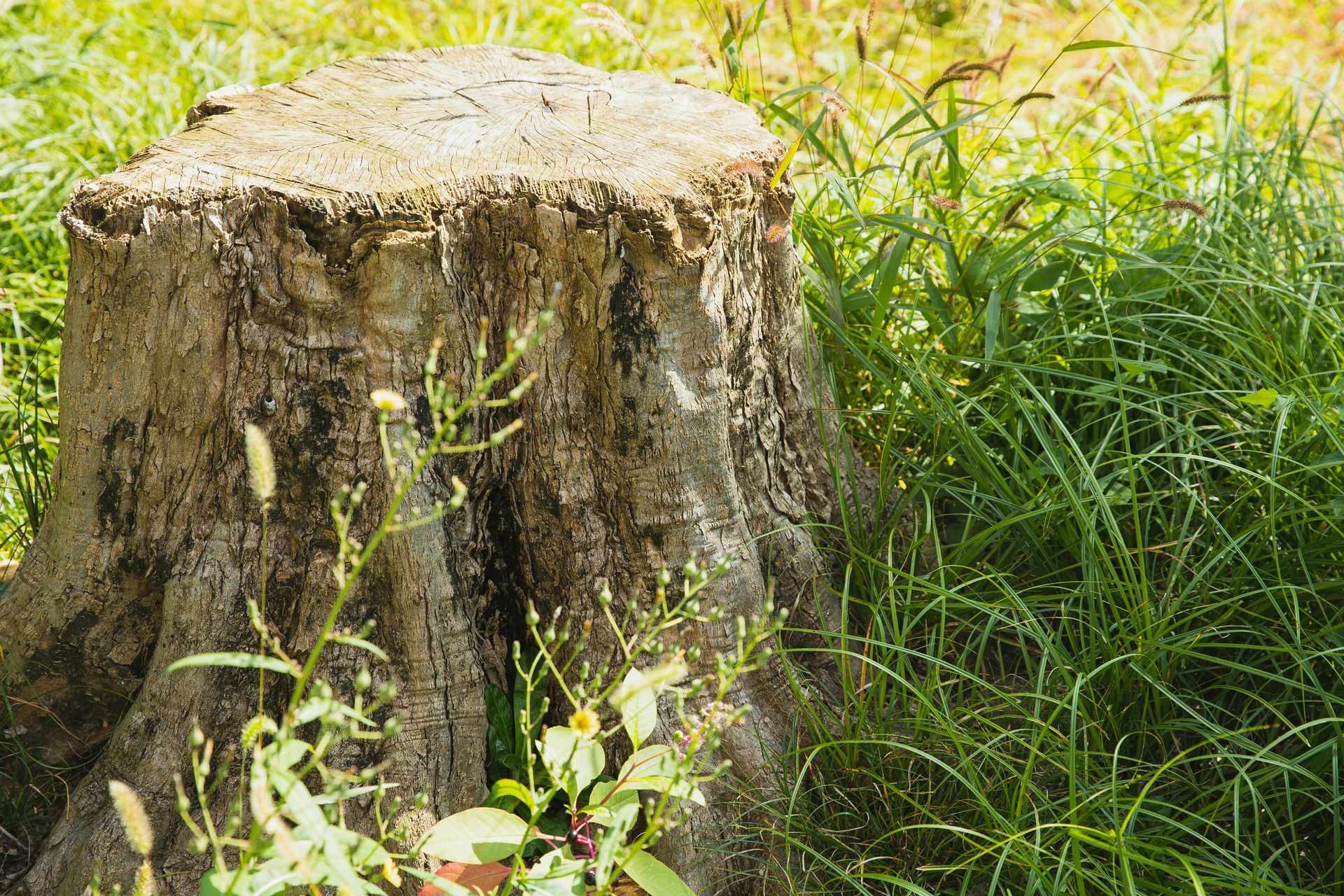 Large weathered tree stump in tall green grass and foliage outdoors