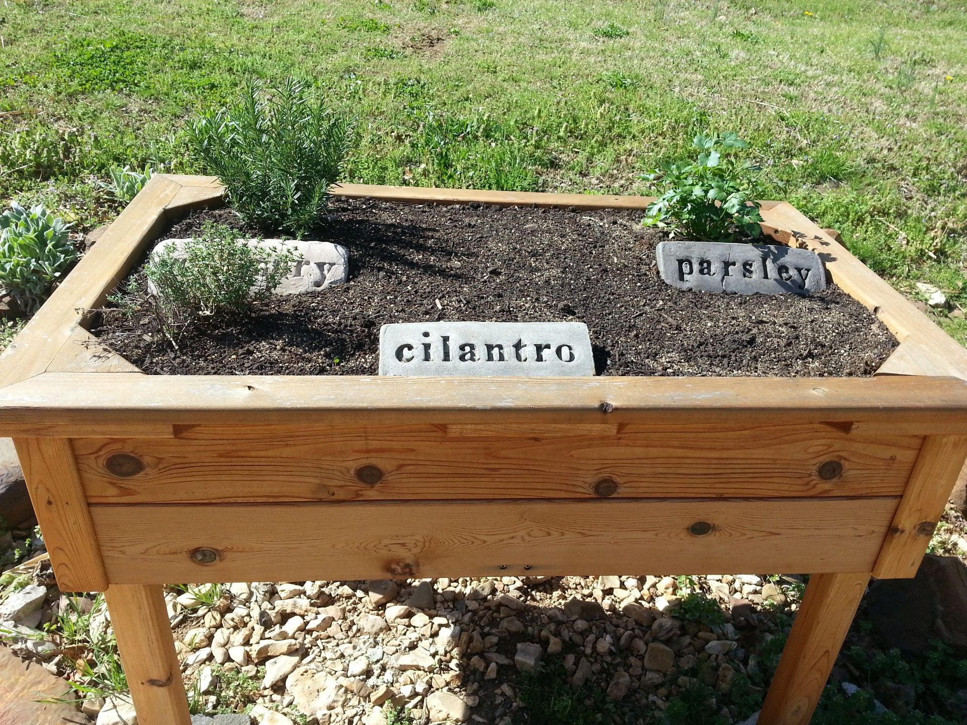 A wooden planter with cilantro and parsley plants in it