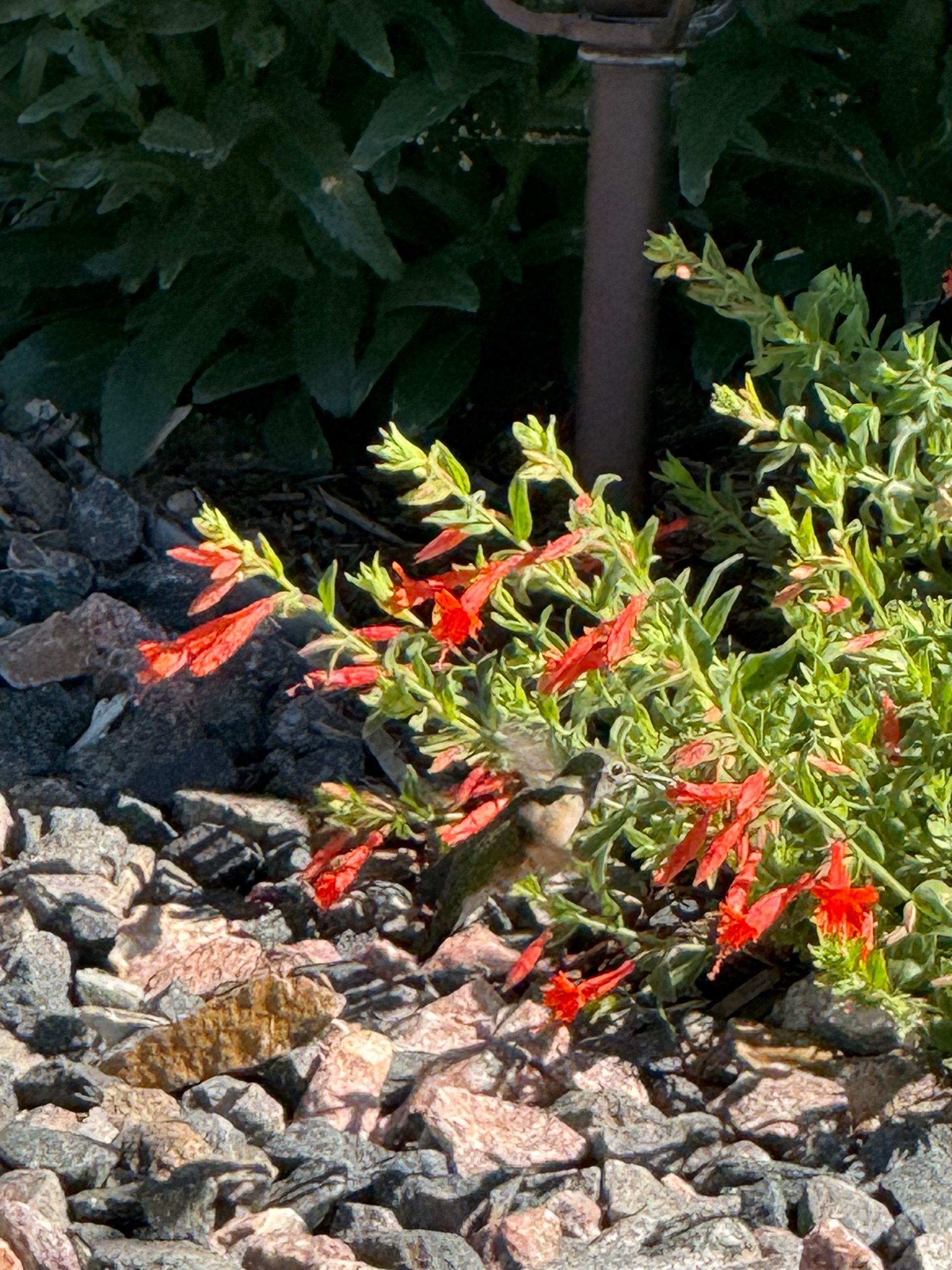 Hummingbird feeding on red flowers, surrounded by green foliage and gray rocks.