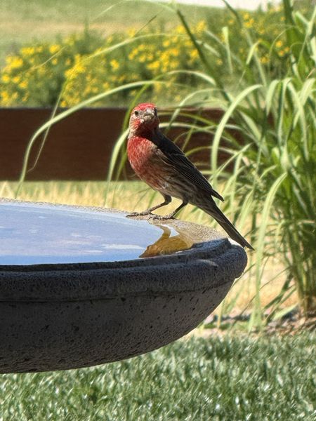 Red male house finch on a birdbath; greenery and yellow flowers in the background.
