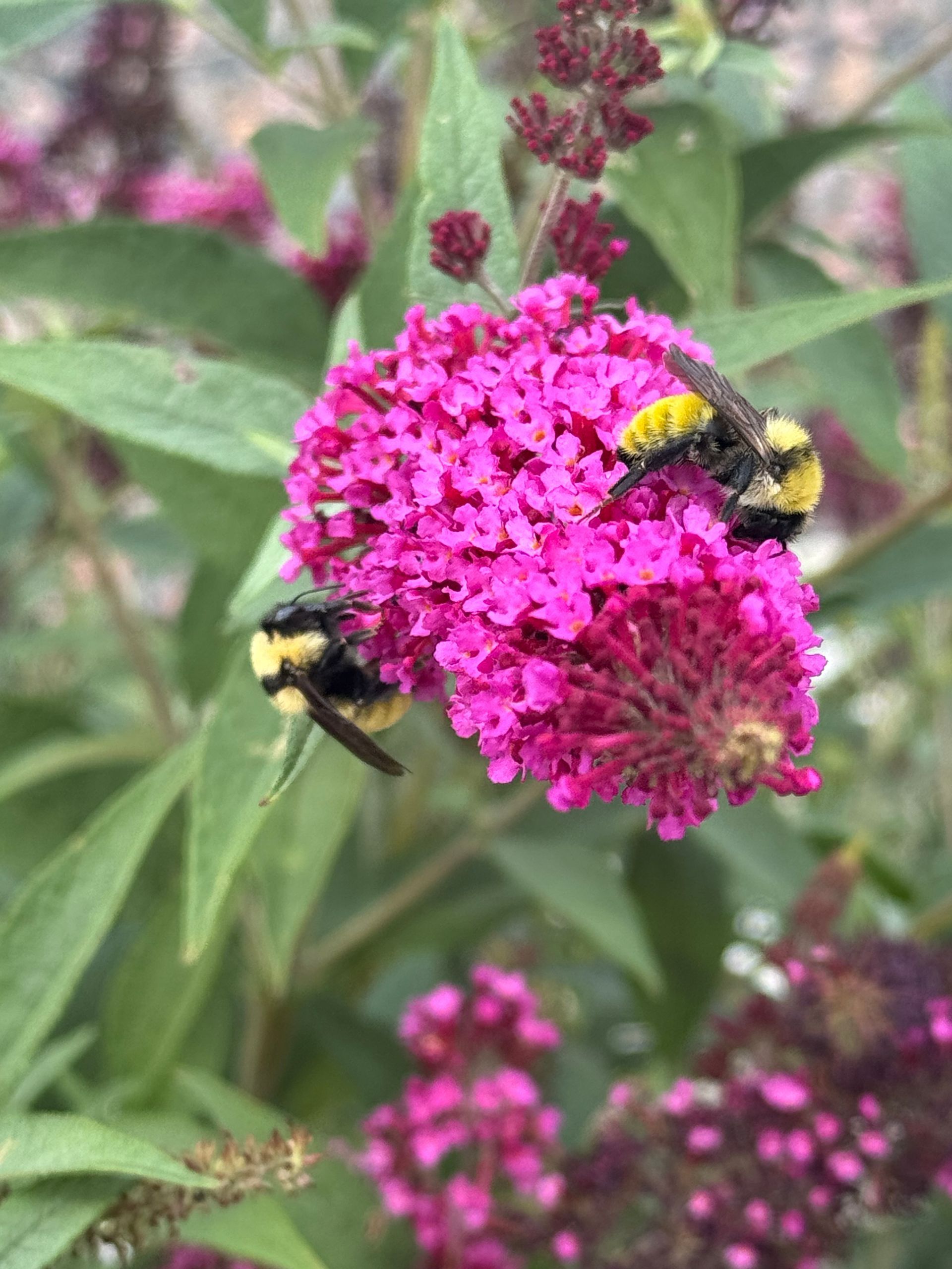 Bumblebees on a bright pink butterfly bush flower, feeding.