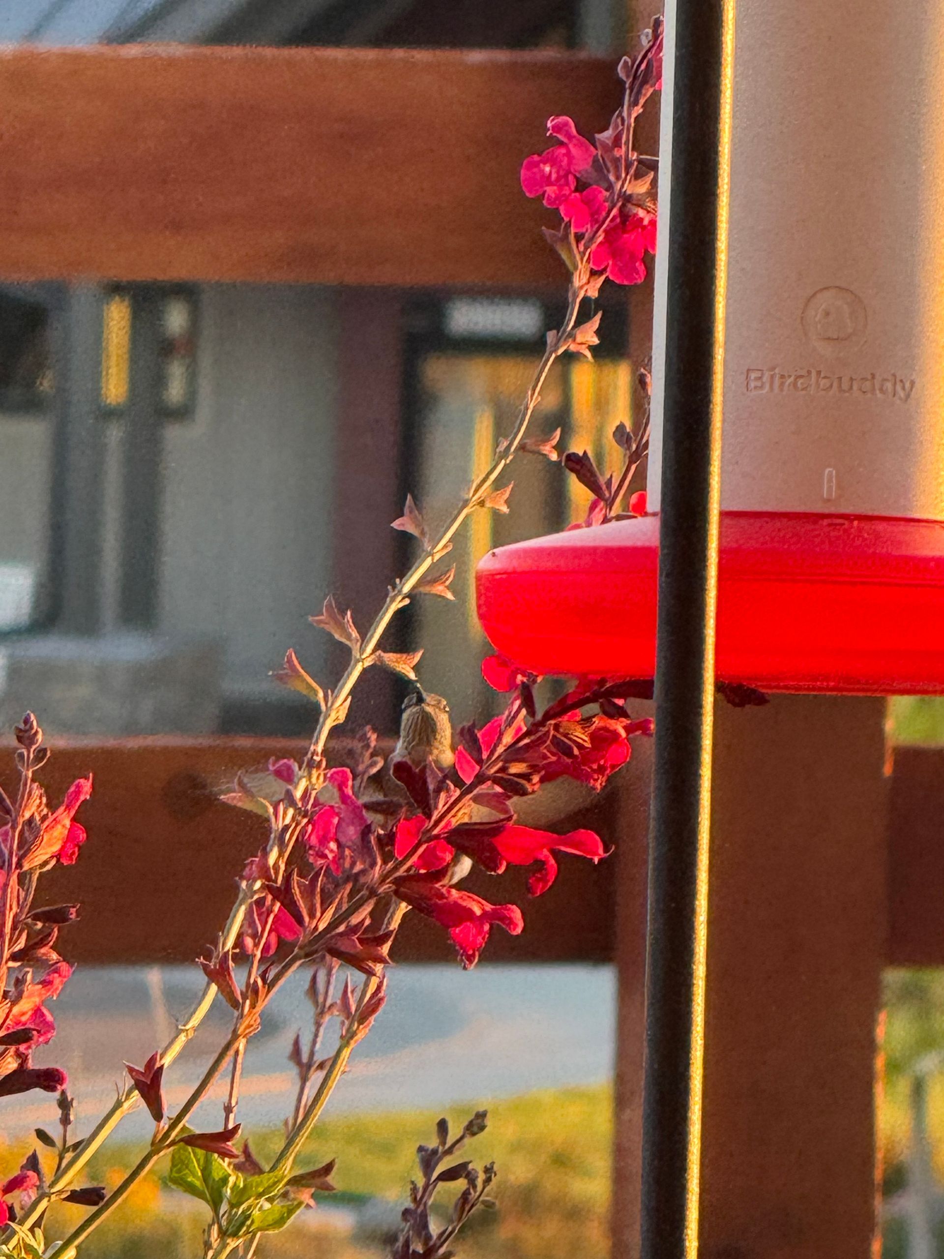 Pink hummingbird feeder and flowers in sunlight near a wooden fence.