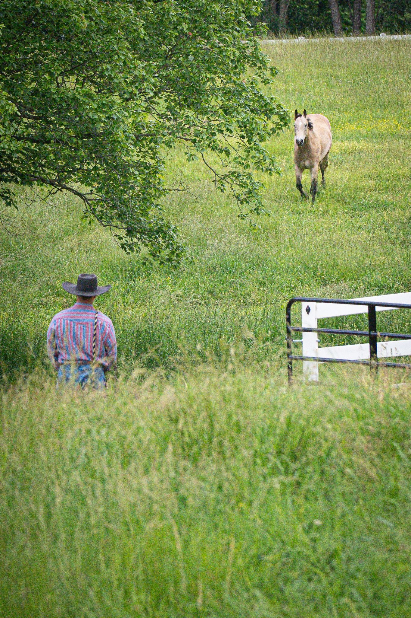 A person in a hat watches a horse approaching across a grassy field near a white gate.