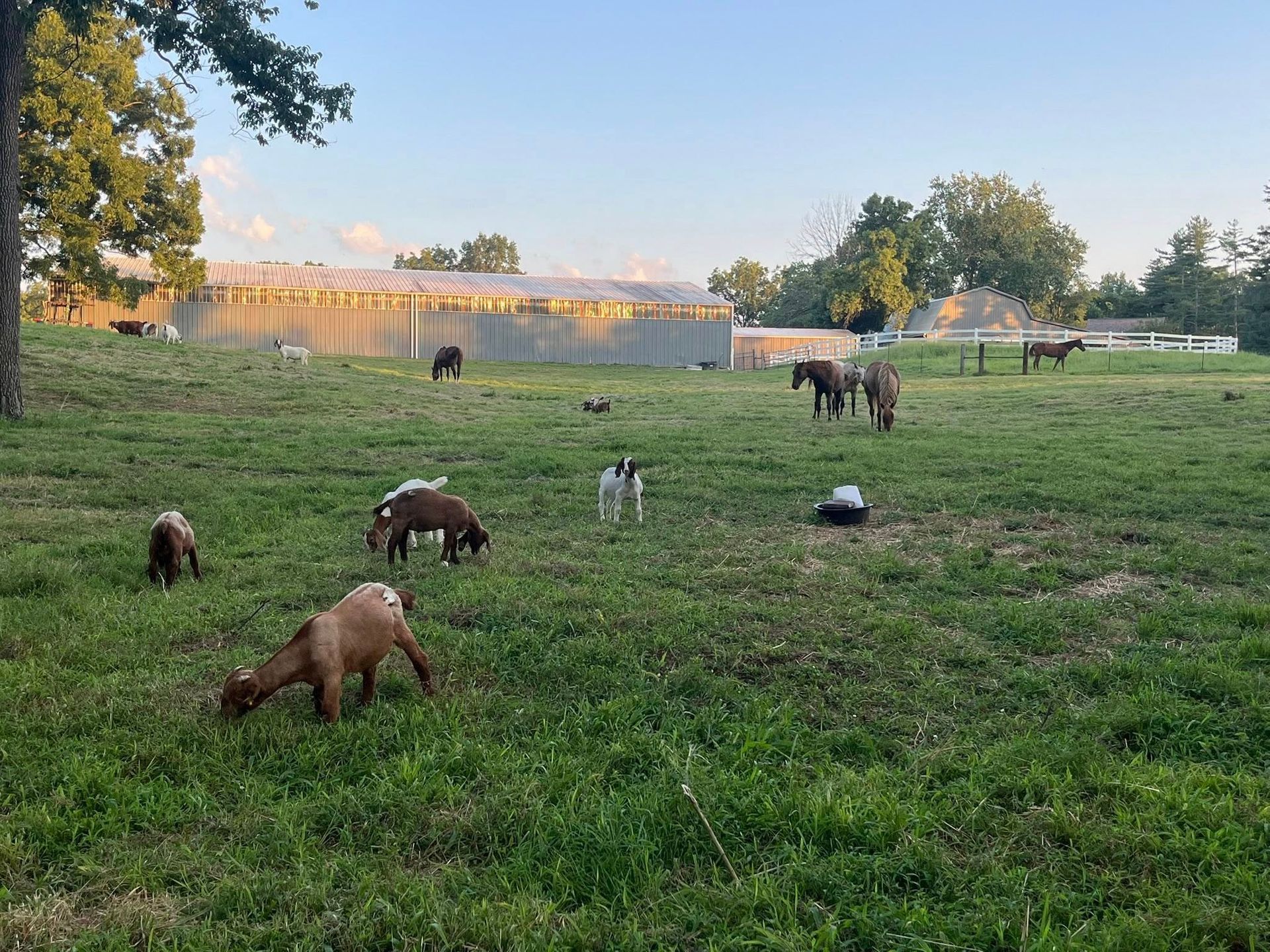 Goats and horses graze in a grassy field near a fence and trees on a sunny day.