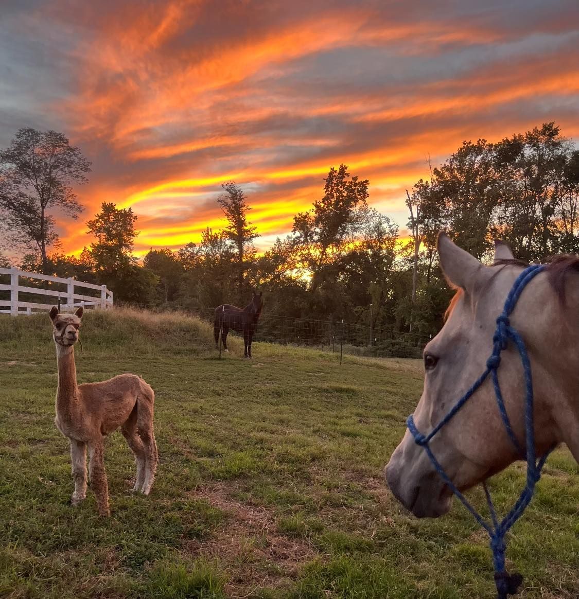 An alpaca, horse, and a horse in a field under an orange and yellow sunset.
