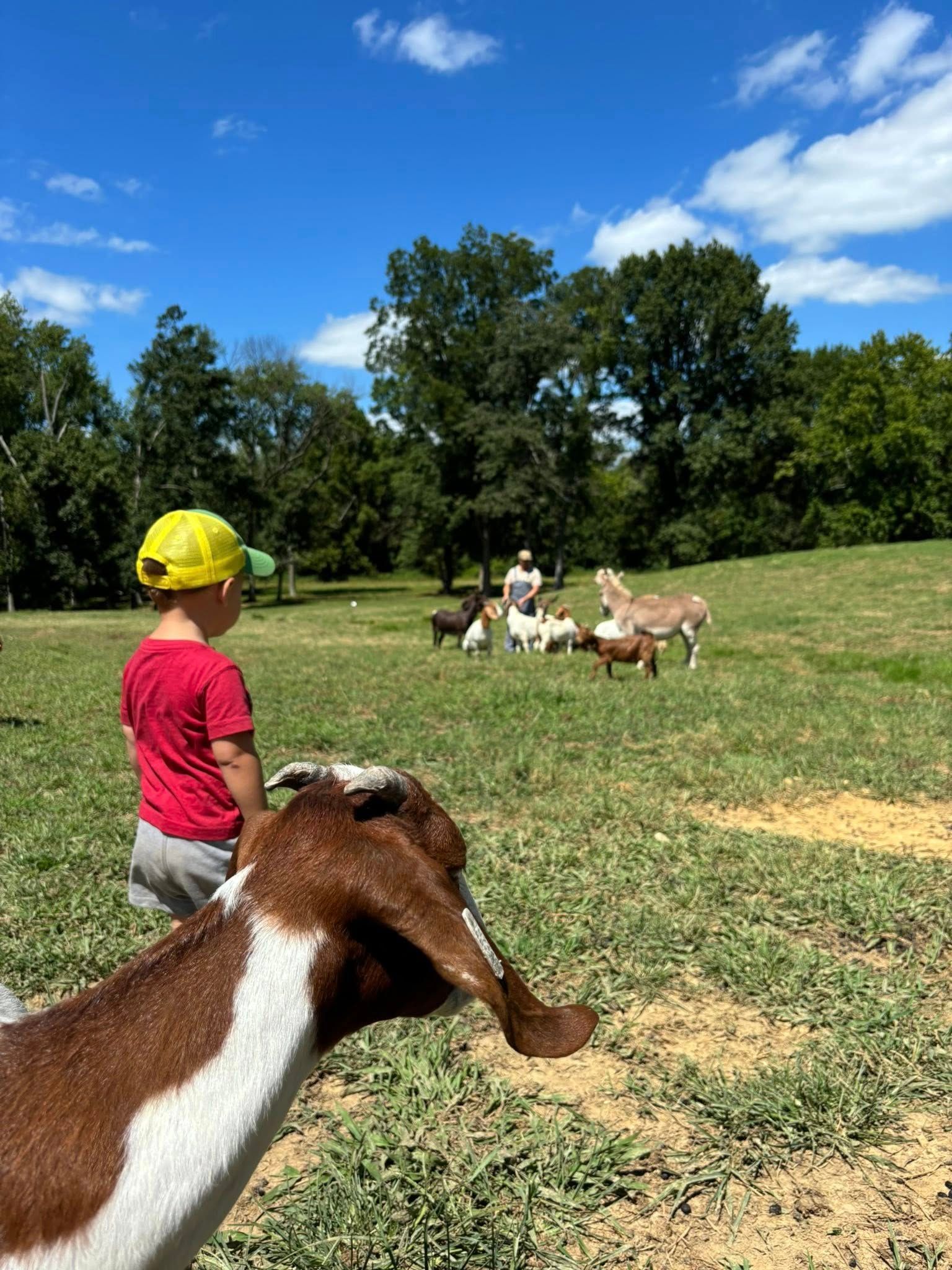 Boy in red shirt watches goats in a sunny field. One goat in the foreground.