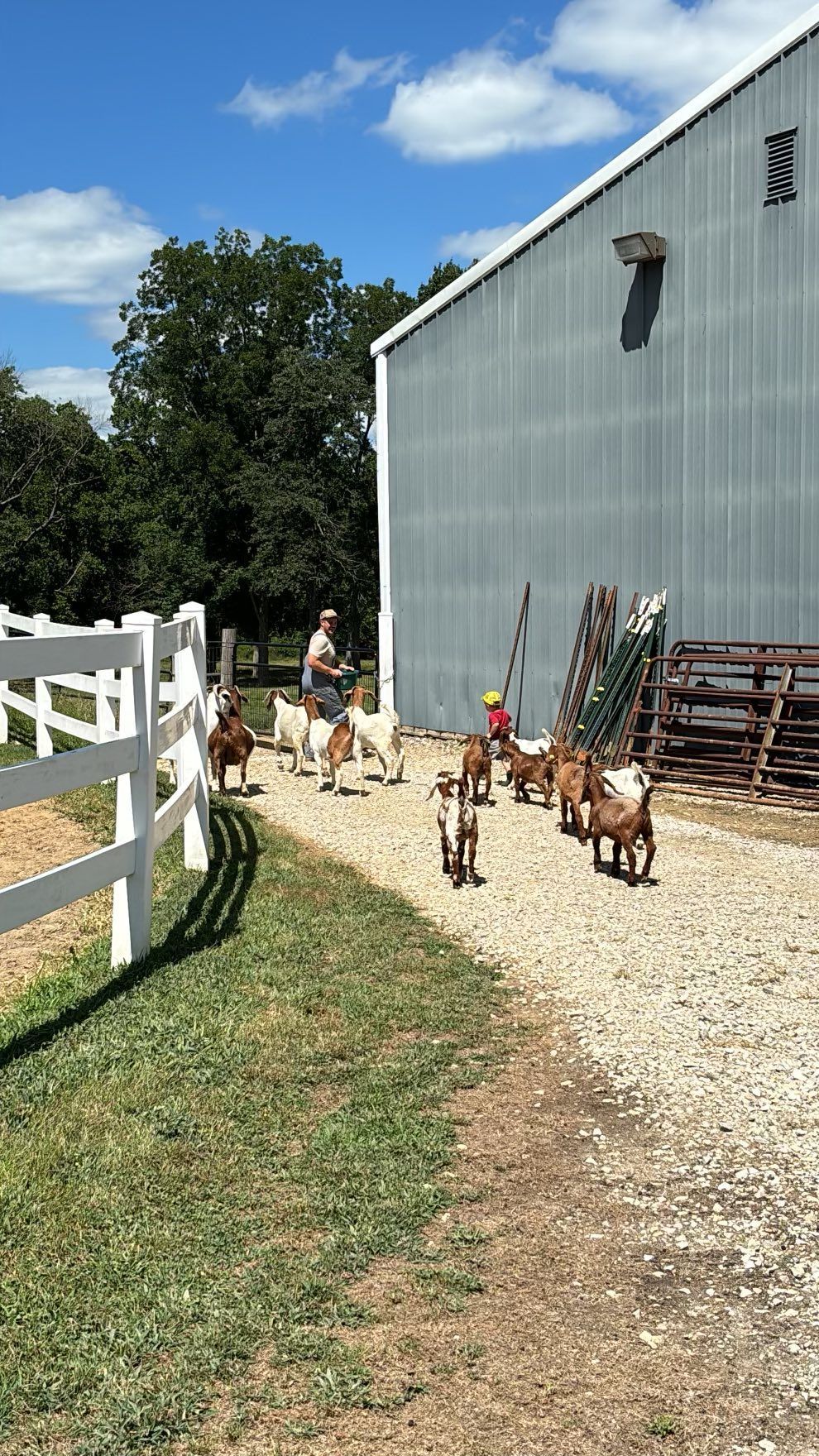 Goats and a person near a white fence and barn on a sunny day.