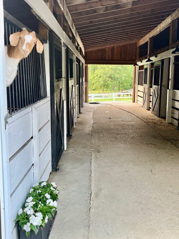 Goat peers from a stall in a white barn. A row of stalls with flowers below a window.
