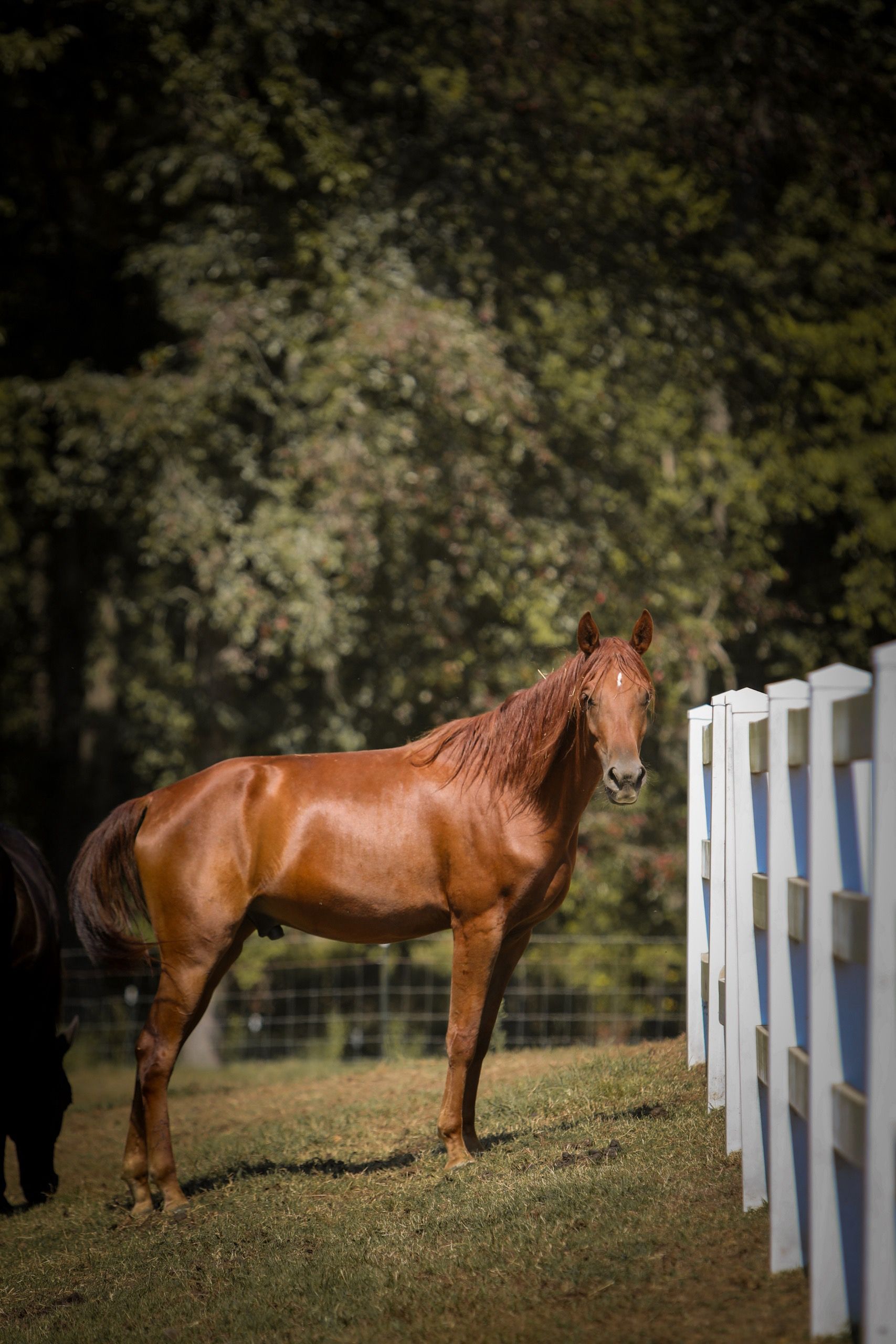 Chestnut horse stands by a white fence, looking at the camera, with trees in the background.