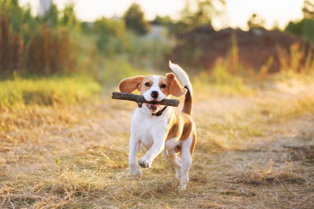 travel, dog road trip, dog safety