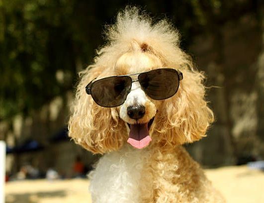 How to have fun and adventure traveling with your dog. 