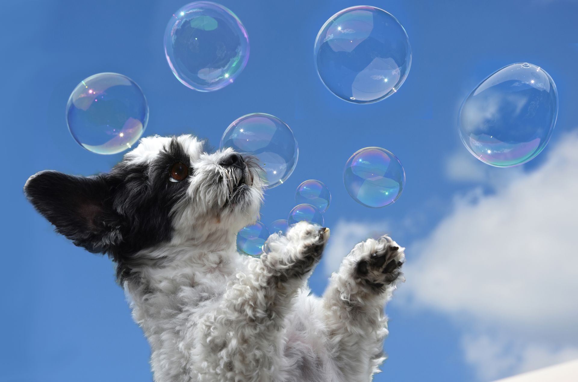 Enjoy your vacation with your dog by following a few guidelines.