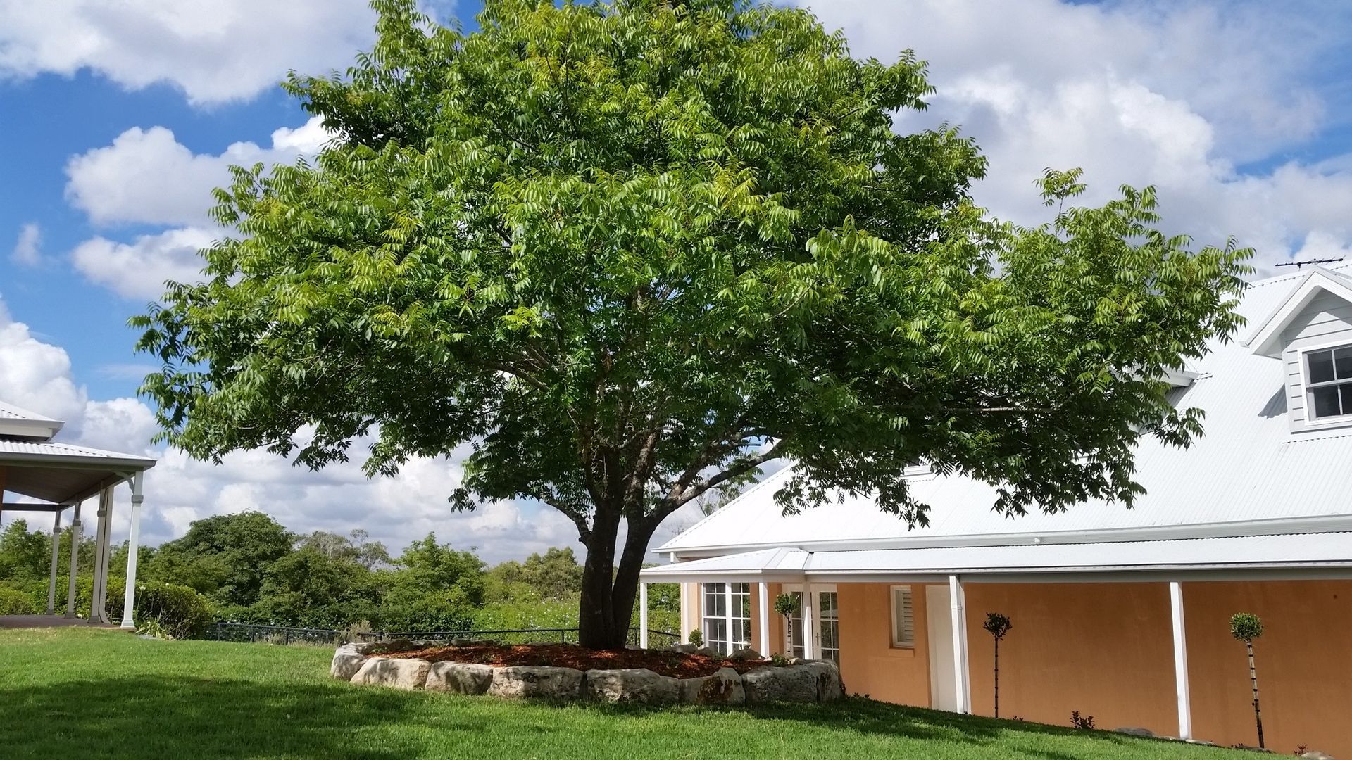 Large Green Tree Next to a White House — Total Perfection PTY LTD In Kariong, NSW